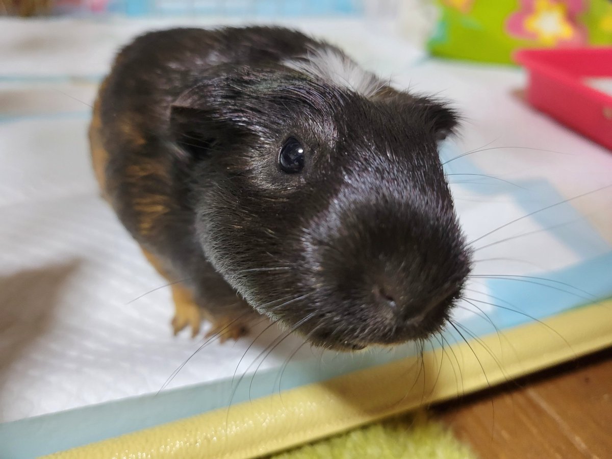 (カ・ω・プ)<  おはよごぢゃいまーしゅ。

#guineapig #モルモット #cavy #もるもる協会 #カプチーノ