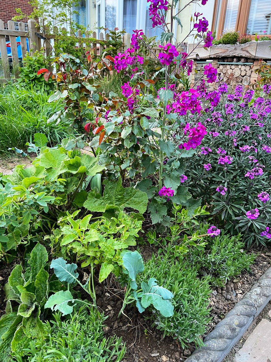 Over the last few years, I’ve noticed a decline in #butterflies we’d class as common, such as the three “White” species (Small, Large & Green-veined). So, with that in mind, I’ve decided to plant some Cabbage & Broccoli for them to lay their eggs on in my herbaceous borders…🦋🥦