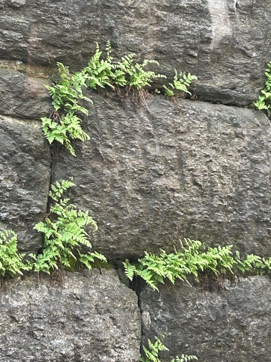 CoraTaningco's tweet photo. House Sparrow made this cavity to raise her family #urbangarden #retainingwall #nature #wild #nyc #wildfern #butterfly #arts https://t.co/FwwPCQ6rcU