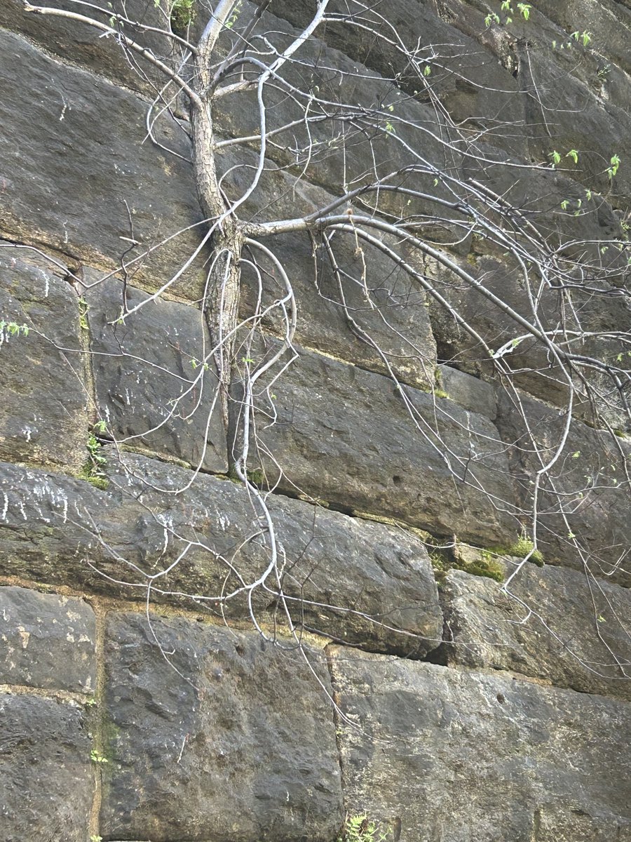 CoraTaningco's tweet photo. House Sparrow made this cavity to raise her family #urbangarden #retainingwall #nature #wild #nyc #wildfern #butterfly #arts https://t.co/FwwPCQ6rcU