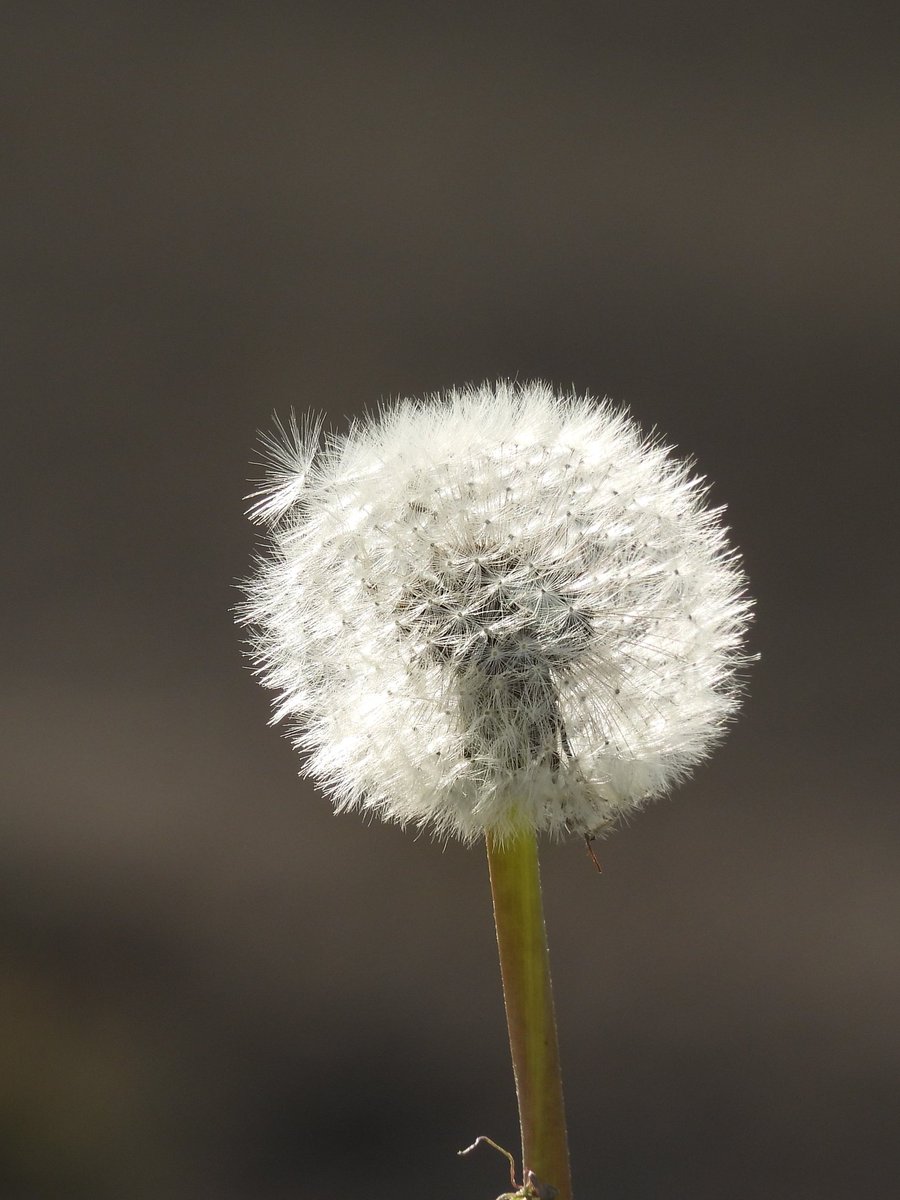 'Die Einen sehen einen Samen, die Anderen einen Wunsch' Unbekannt #NaturePhotography #NaturalBeauty #dandelion #Wishes