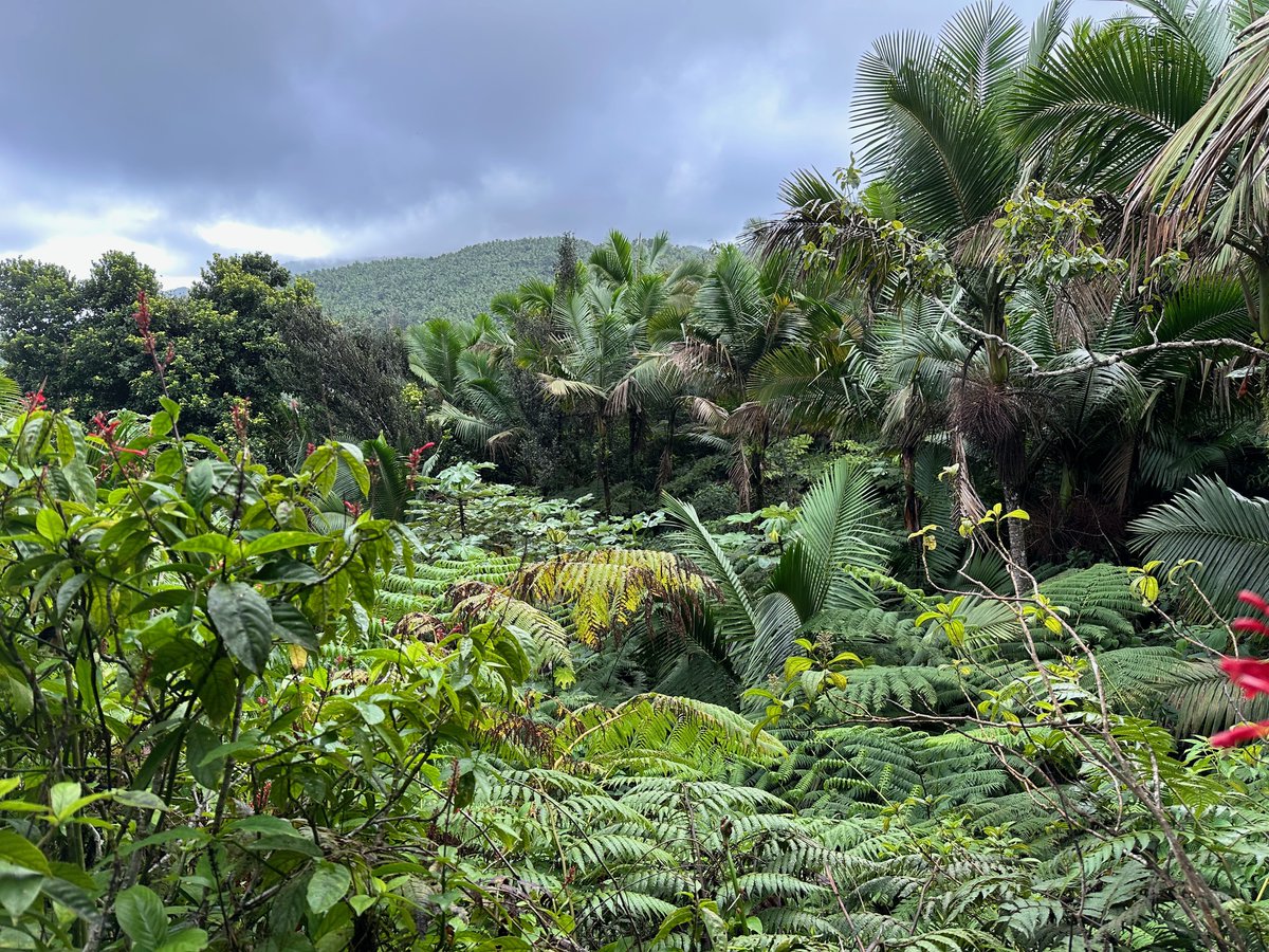 The El Toro Wilderness in the El Yunque National Forest in Puerto Rico has the distinction of being the only tropical Wilderness in the U.S. National Forest System. #KeepItWild 📸: Kevin Proescholdt, Wilderness Watch