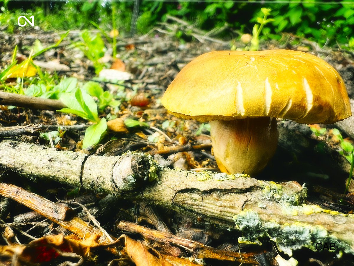 #wildmushrooms taken #autumn2023 #autumnvibes #autumnvibes🍁 #macrophotography #closeup #photographer #photography #photo #photoshoot #naturephotography #photographylovers #photographyeveryday #fungi