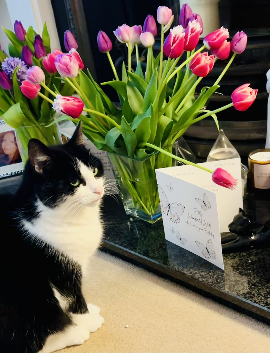 Trixie admiring my tulips 🌷…. or actually trying to get me to get off the sofa and go and feed her 😆🩷