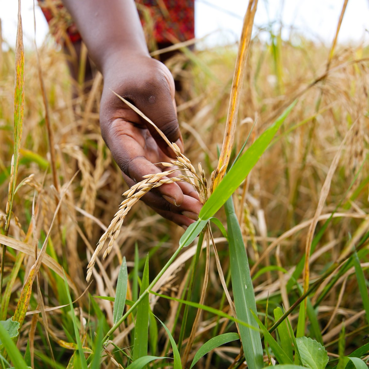 🌧️🧑‍🌾 Grâce à l'assurance agricole du @WFP_Haiti en partenariat avec @aichaiti, les parcelles de 9 400 petits producteurs du Grand Sud en #Haiti sont protégées en cas d'excédent de pluie. ✅Un filet de sécurité crucial pour la résilience climatique des communautés.