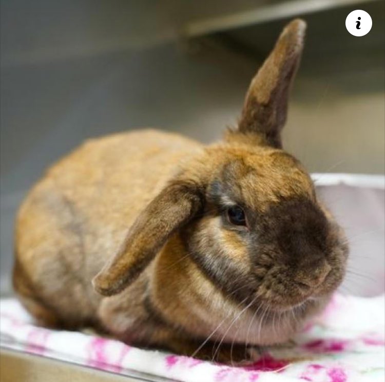 We need fosters! Can you open your heart and home to a shelter rabbit? ❤️🐇 You can help them blossom into the wonderful house rabbit they're truly meant to be! 

Submit a foster application now: center.houserabbit.org/get-involved/f…