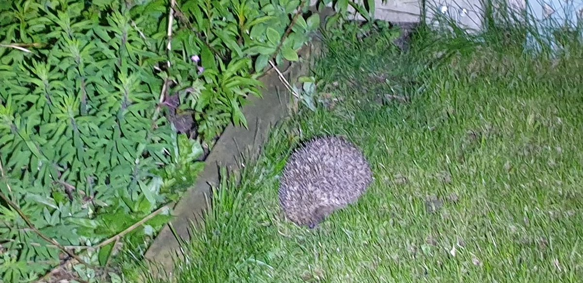 Steve Walker tweet media