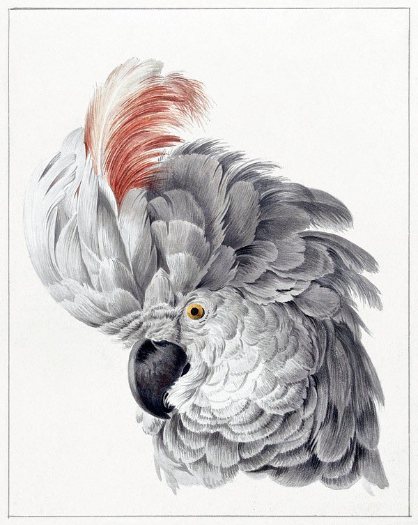 Good night 😴 

Cockatoo Head by Aert Schouman

#GoodnightEveryone #GoodNightTwitterWorld