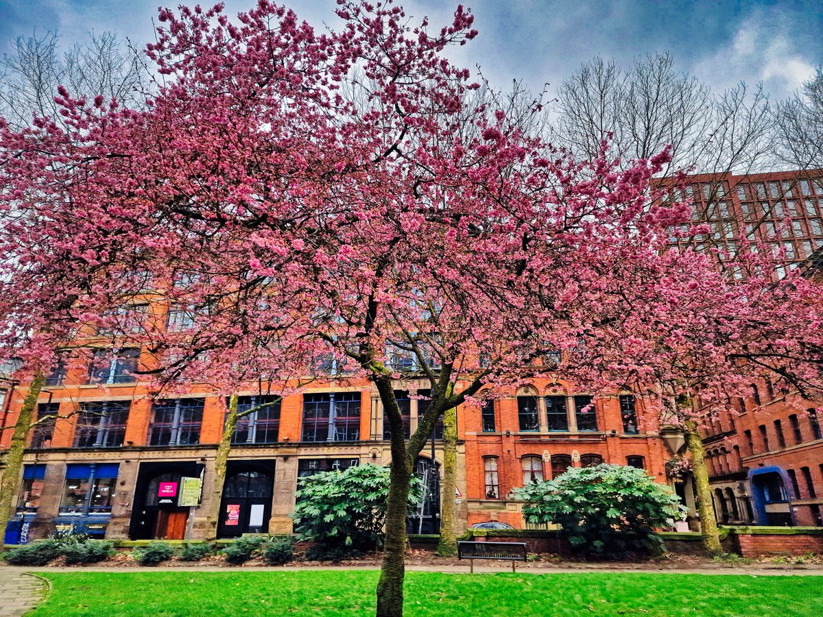 DJairportdisco's tweet photo. Spring in Manchester UK.
#travelphoto #springinmanchester #springblossoms #blossomtree #spring #blossoms #gardens #park #february2024 #travelpicture #nicewalk #reisefoto #photooftheday #memories https://t.co/0UlrB4K47U