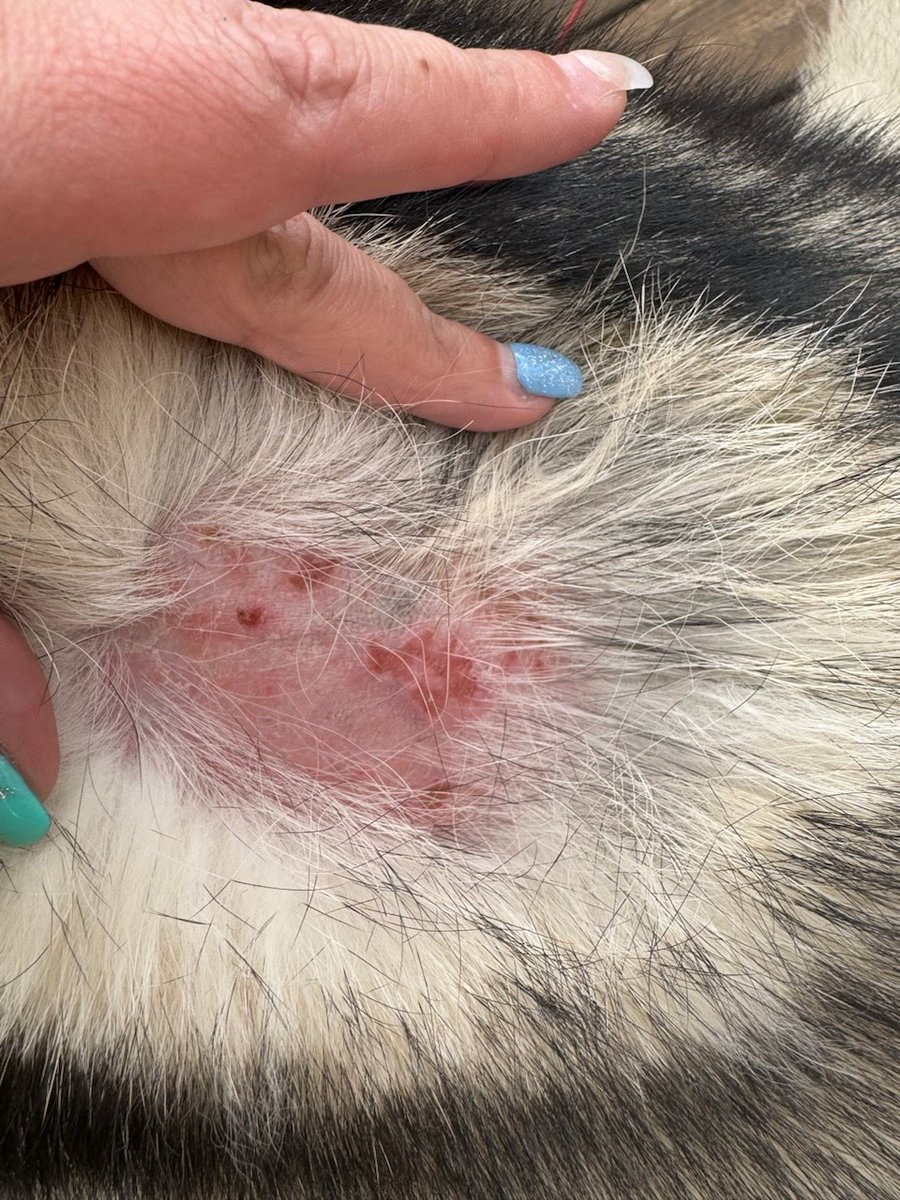 Have a friend with a geriatric husky (12) with this on her back. They can't afford a vet visit so I'm looking for anyone who might be able to give me some advice for them