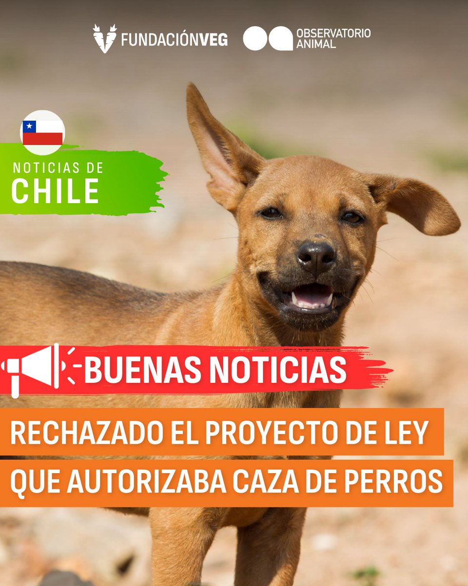 #Chile le dice NO a la #CazaDePerros 👏🇨🇱💚🐶

🔗Conoce más: instagram.com/p/C53zFXiRljn/

.
.
#noticia #noticiaschile #noticiachile #animalista #bienestaranimal