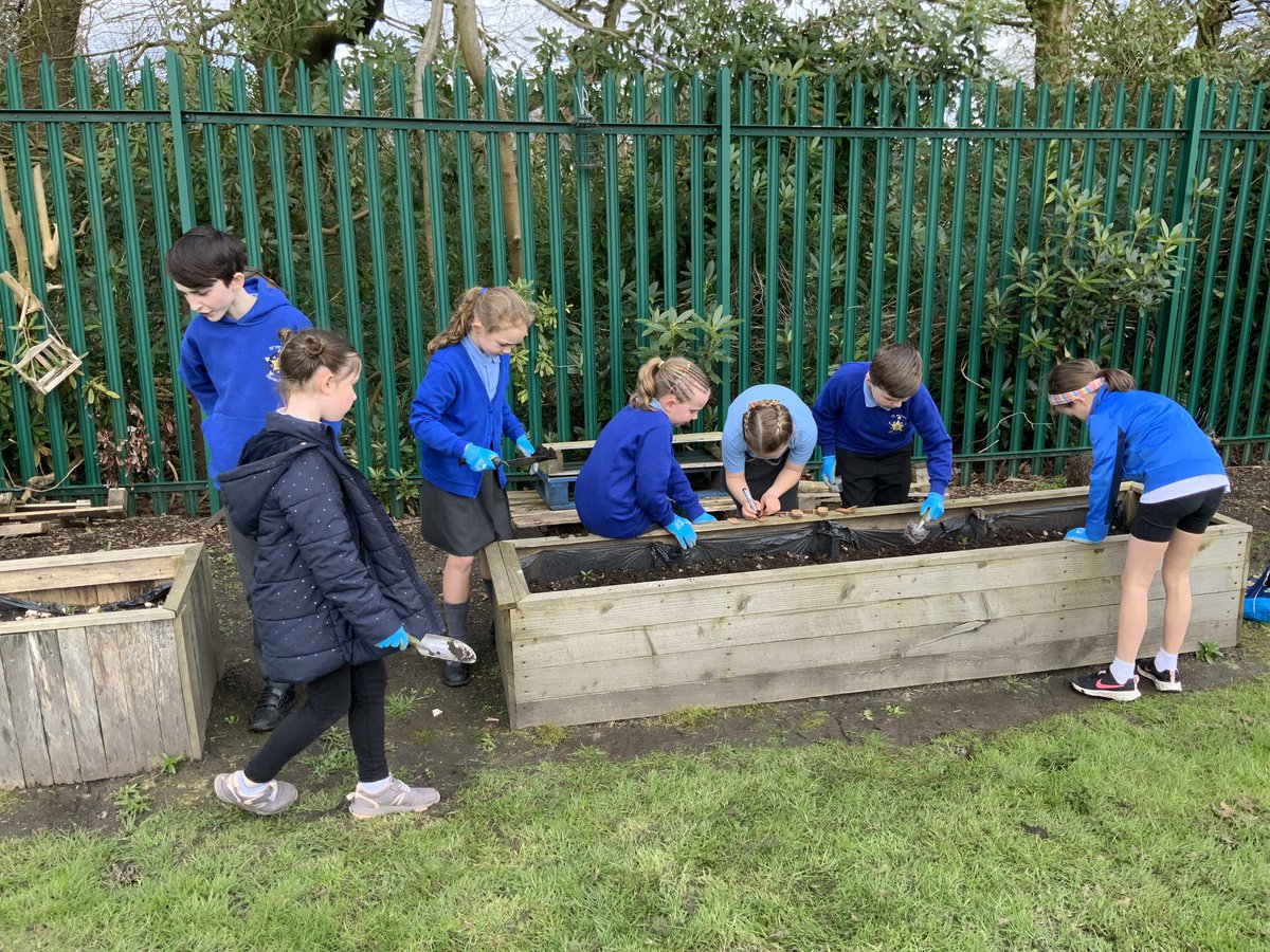 The Eco Club are busy planting seeds in our vegetable garden.