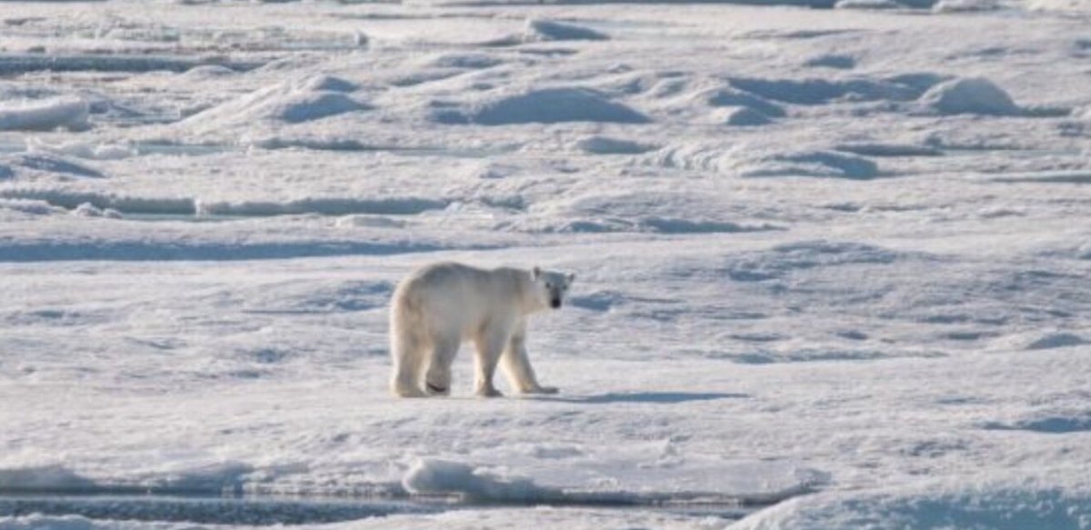 Just wrapped up my short term contract with the arctic non-profit, the one that was housed in the nature museum archives. I'm sad my time there wasn't longer! Hopefully we get to work together in the future.