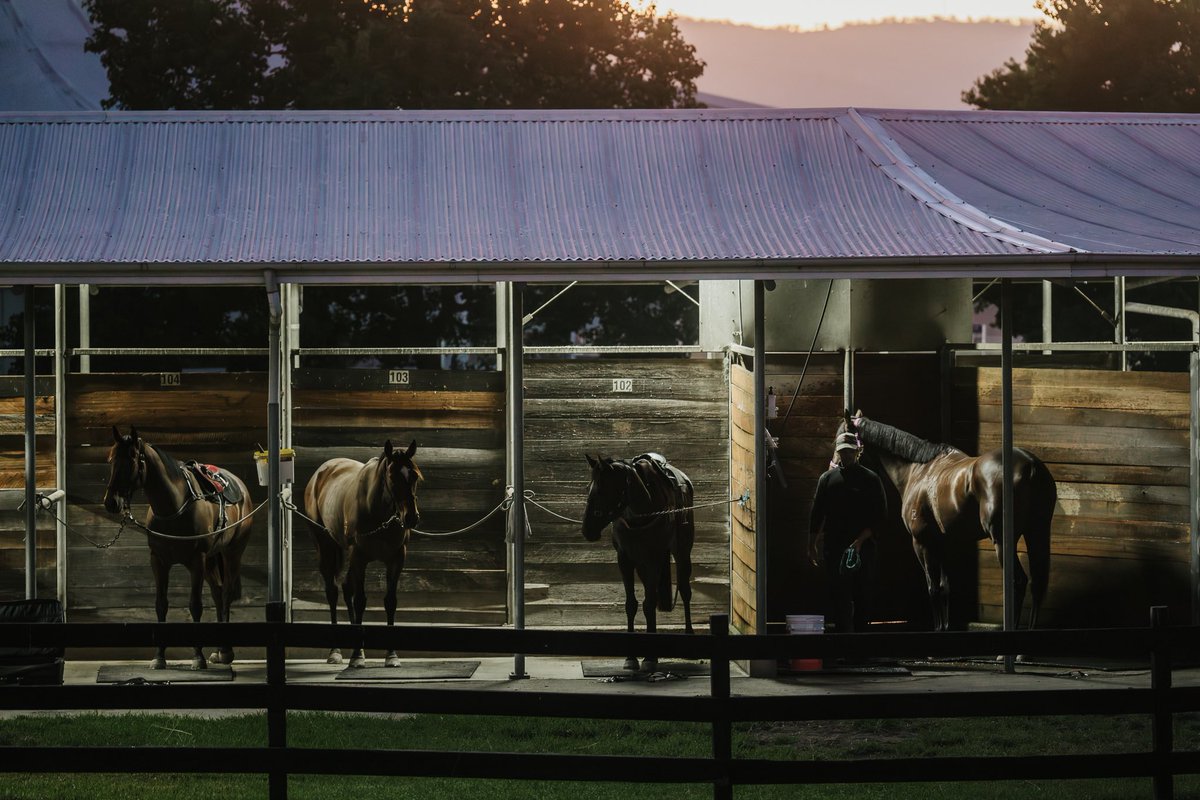 sconeraceclub's tweet image. Quiet moments in the tie-ups 
#trackwork #autumnmornings #sconeraceclub #premercountryracing