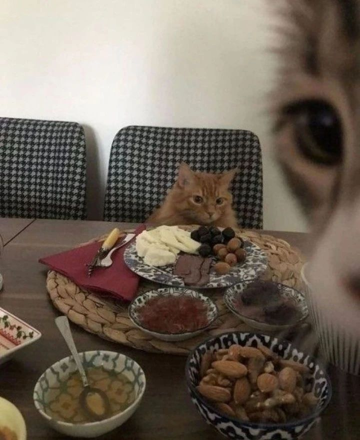 PunchingCat's tweet photo. https://t.co/RxWFBEITrq