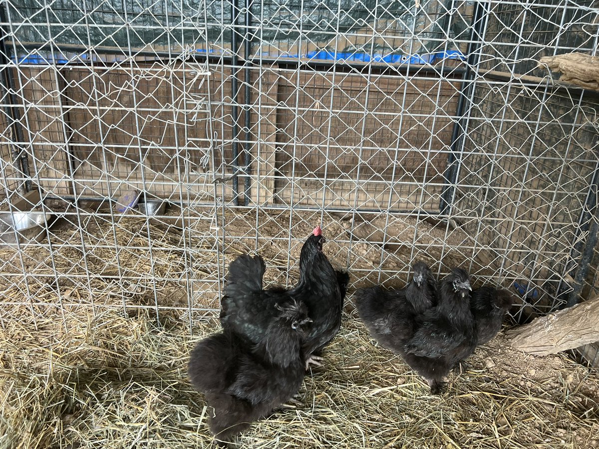 Dozens of animals rescued from inside a home in Taneytown after a fire Tuesday morning. Now the Humane Society of Carroll County could use help getting them through recovery. 
More tonight at 7 <a href="/WMAR2News/">WMAR-2 News</a>