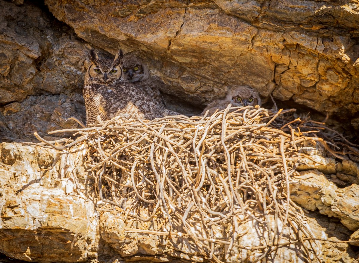 Great Horned Owl (Bubo virginianus) nest with two chicks behind the Reserve. This same nest was used a few years back by ravens as well (Photo: Sicco Rood).