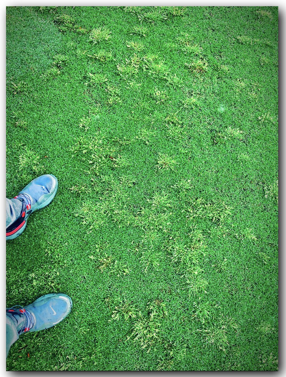 🚨‼️BREAKING NEWS‼️🚨: 

🌱Herbicide🌱
        🌱Resistant🌱
                     🌱Grass🌱

Has entered the… 
Transfer-POARTAL

Yer welcome, I’ll be here all week✌️