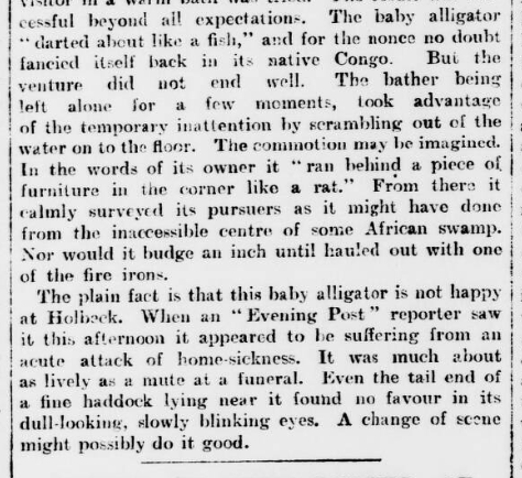 In 1899 a resident of Holbeck asked their relative, a steward on a passenger steamer to bring back an alligator from a trip to the Congo. After keeping the pet in the cellar, on top of the kitchen fireplace and a hot bath, it was decided to advertise the pet for sale in the paper