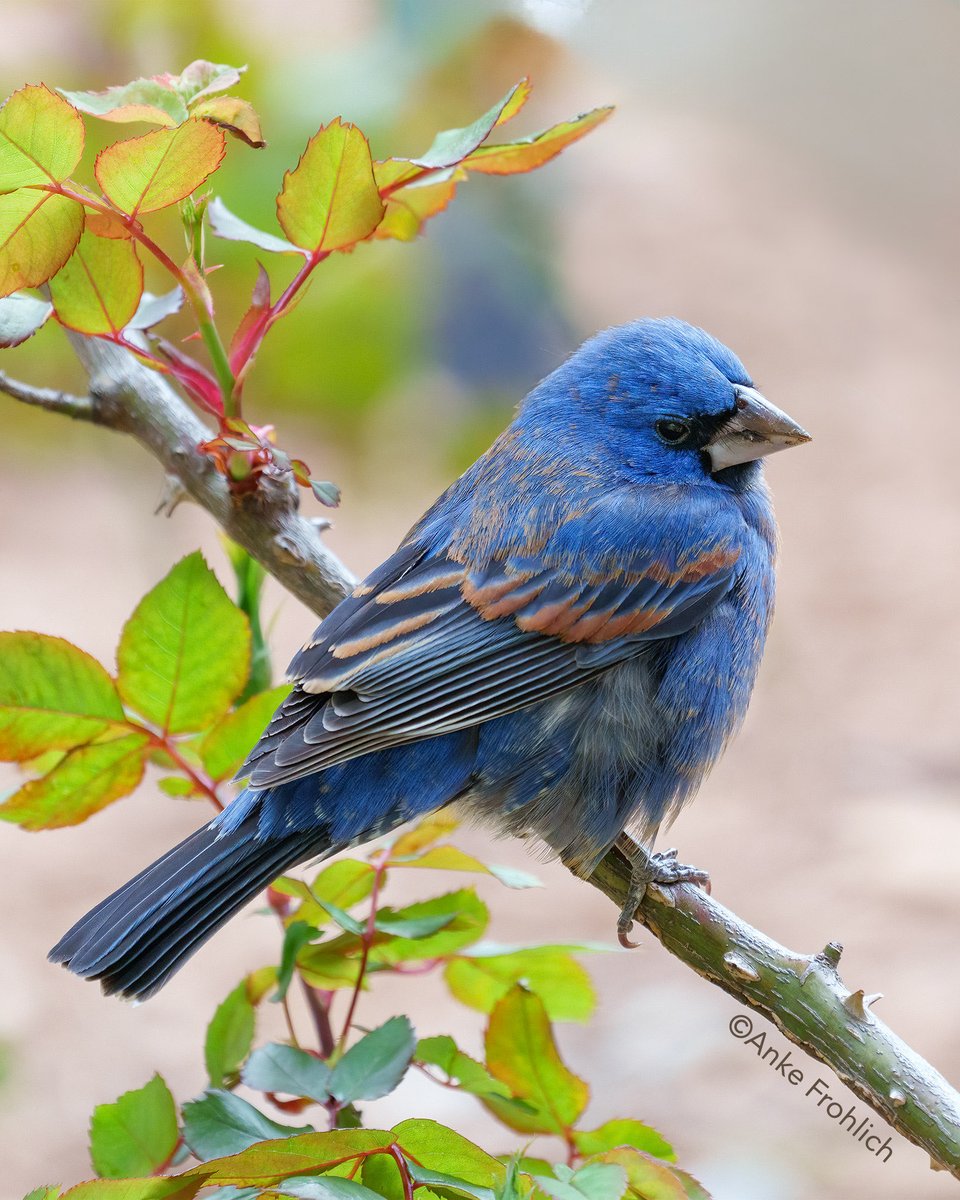 Today’s Blue Grosbeak was a lifer for me. When I arrived he did not move a lot and there was concern. Yet when I left a few hours later, he flew around quite a bit, even into higher trees, and ate. #nyc #birdcpp #birdwatching