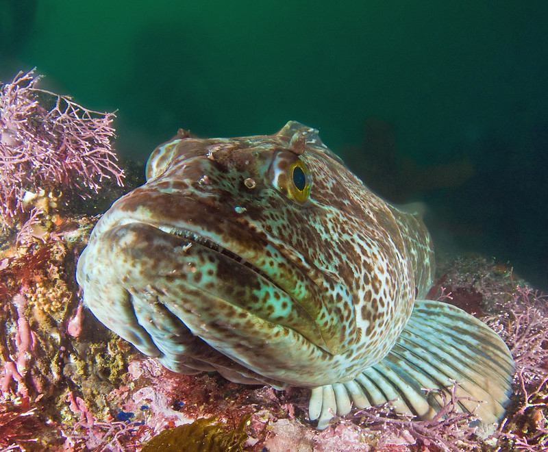 When you realize there’s only one more weekend left at Coachella and you are still under the sea. @coachella, help?!

📷: Lingcod in Monterey Bay, CA (credit: NOAA Fisheries)

#coachella #coachella2024 #festival #california #coachellafestival #coachellavalley #lingcoddelrey