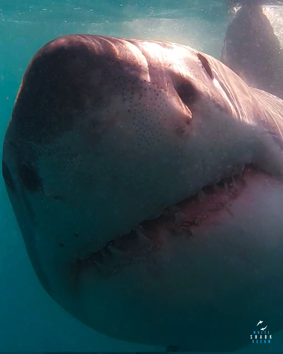 Great White Shark Skimming The Surface #greatwhiteshark #greatwhite #shark