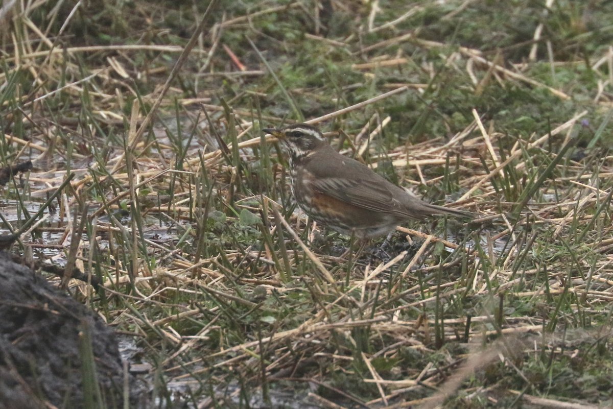 There have been more Redwing this April than in any other in the last 97 years. One yesterday tipped the scales at a massive 96.8g (anything over 90 is unusual) and another ringed on 7th April weighing 64.8g yesterday weighed in at 86.2g (a 33% increase in nine days).