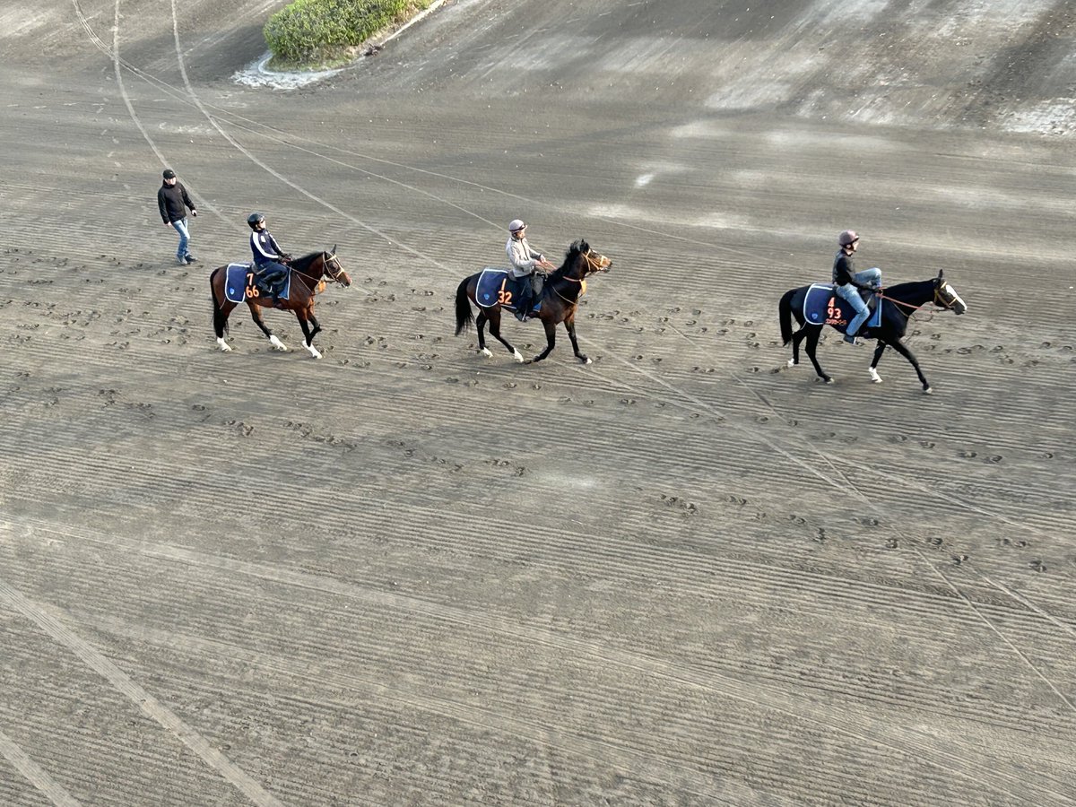 堀厩舎3歳の素質馬たち。
先頭からゴンバデカーブース、インクルージョン、ダノンエアズロック。
目を引く馬ばかりです😎