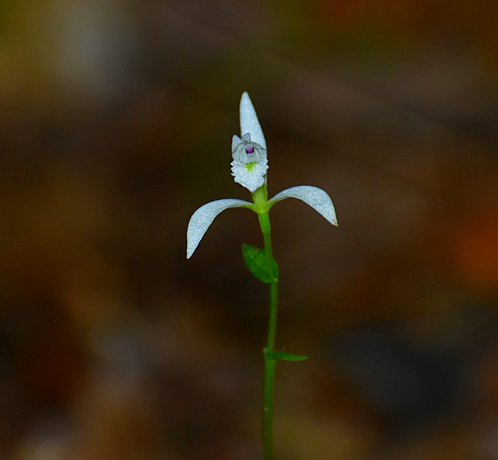 Be an advocate for rare plants! Stay informed & reach out to your reps. CPC tracks federal legislation with direct impact on the safeguarding of rare & endangered plants. Visit saveplants.org/advocacy to learn more about current legislation in the #PlantConservation world 🌳