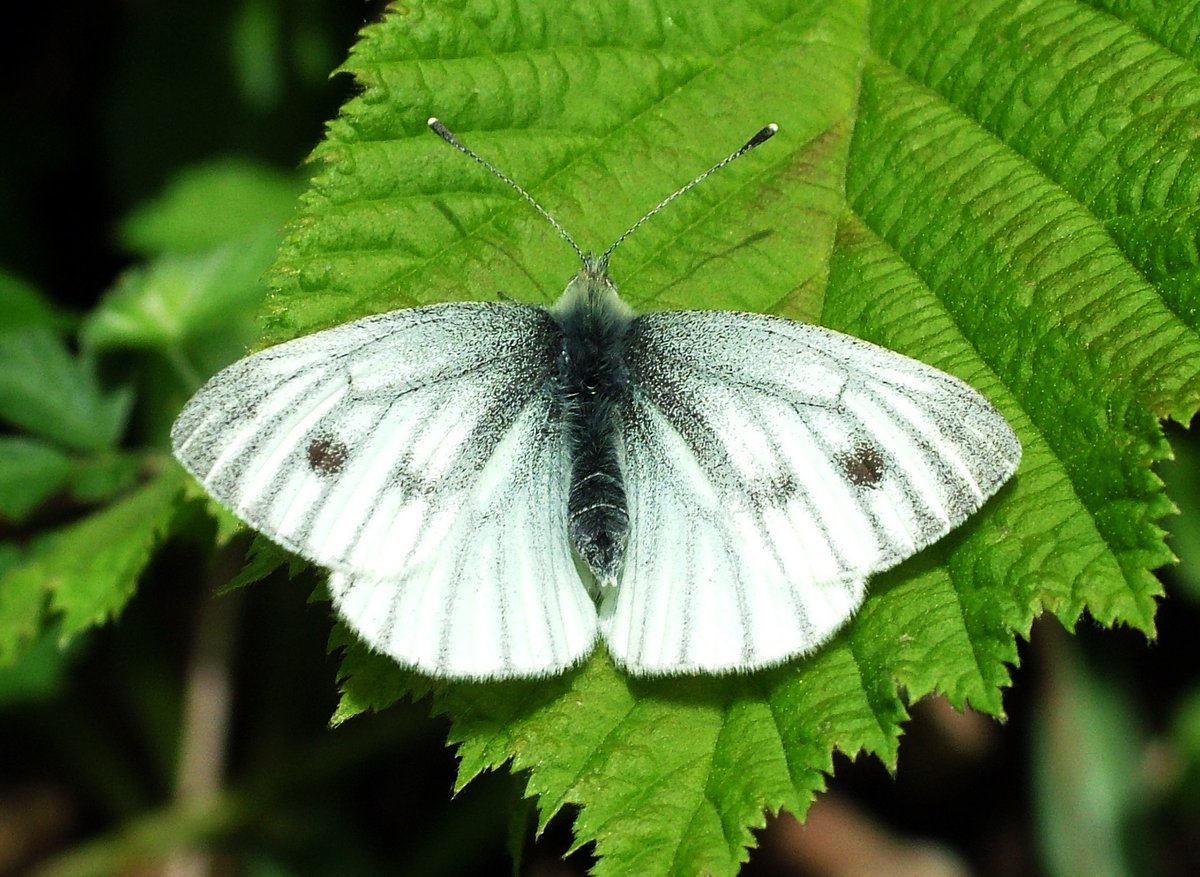 First branch Green-veined White report in 2024! See record at cumbria-butterflies.org.uk/sightings (file photo).