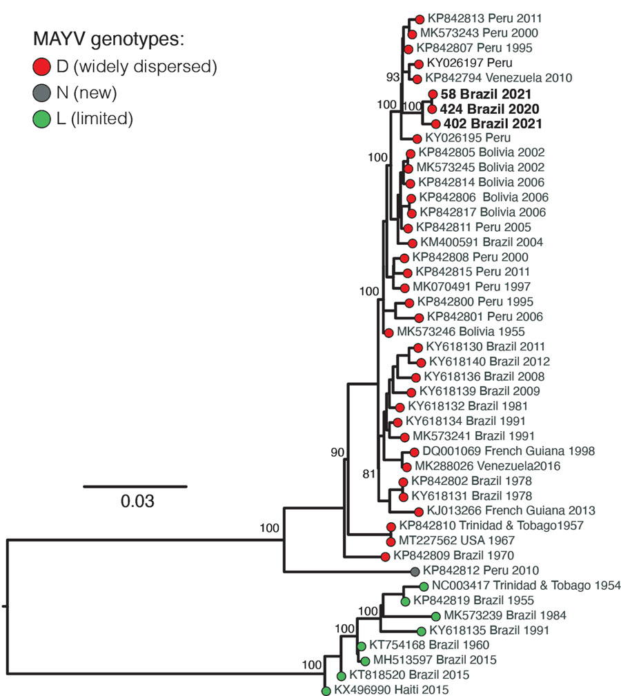 wmarciels's tweet photo. Mayaro virus found in 3.4% of febrile patients in Roraima, Brazil (2018-2021)! In our study at @EIDjournal  we detected, sequenced, and isolated the Mayaro virus &amp; confirmed genotype D.

Led by Júlia Forato and @LeveUnicamp team. 🦟🦠🇧🇷

Read: https://t.co/2Fjdg6dQvT https://t.co/BlAccRyeZ2