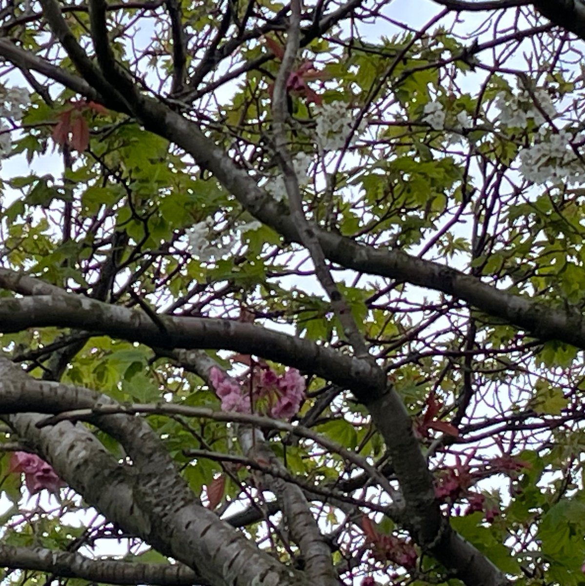 Tree with most pale blossom & a branch with subbranches & twigs with darker pink blossom 🌸 blurry 🙁