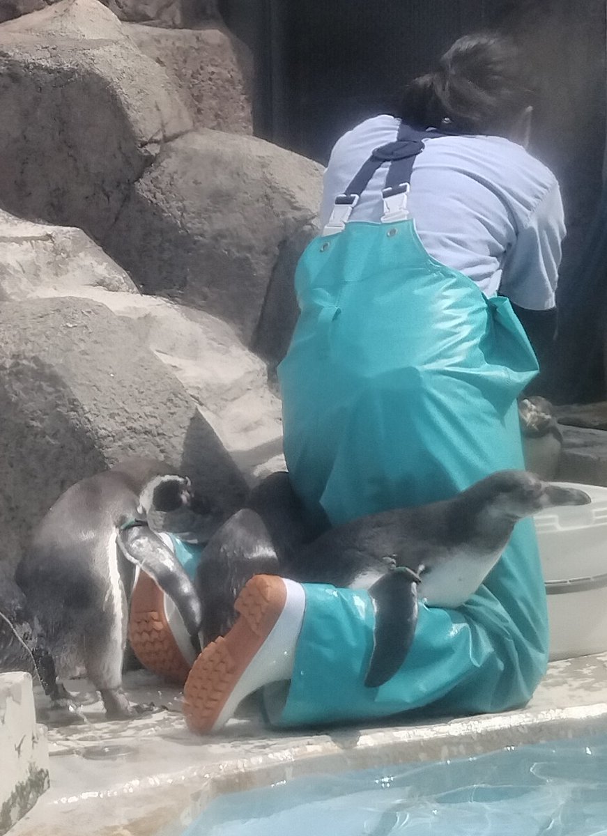 皆様、おはようございます😄 #魚津　🌤️ #魚津水族館 ペンギンコーナーで チビッコのピヨロクとピヨシチが スタッフの方の両足に乗っかって 甘えていました🐧🐧 餌をねだる姿がカワイイですね😚 もう一匹は成長したピヨゴかな？