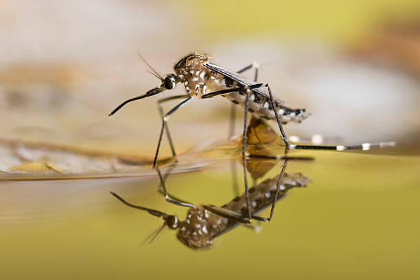 ComptonCreekMAD's tweet photo. 🦟 It's #MosquitoAwarenessWeek in California! With rising concerns over mosquito-borne illnesses, let's stay vigilant. Protect yourself and your loved ones by eliminating breeding sites and using repellents. Together, we can #FightTheBite! #California https://t.co/QgrVaB3ZLO