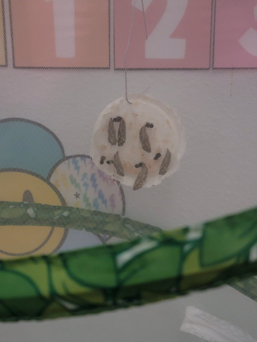 2ndGrade4Ever's tweet photo. We have completed watching the lifecycle of a butterfly in class. All of our caterpillars emerged from their chrysalis. Today was the perfect day to release them, and I had the perfect outfit! #NCExcels https://t.co/iKKNmGXuvF