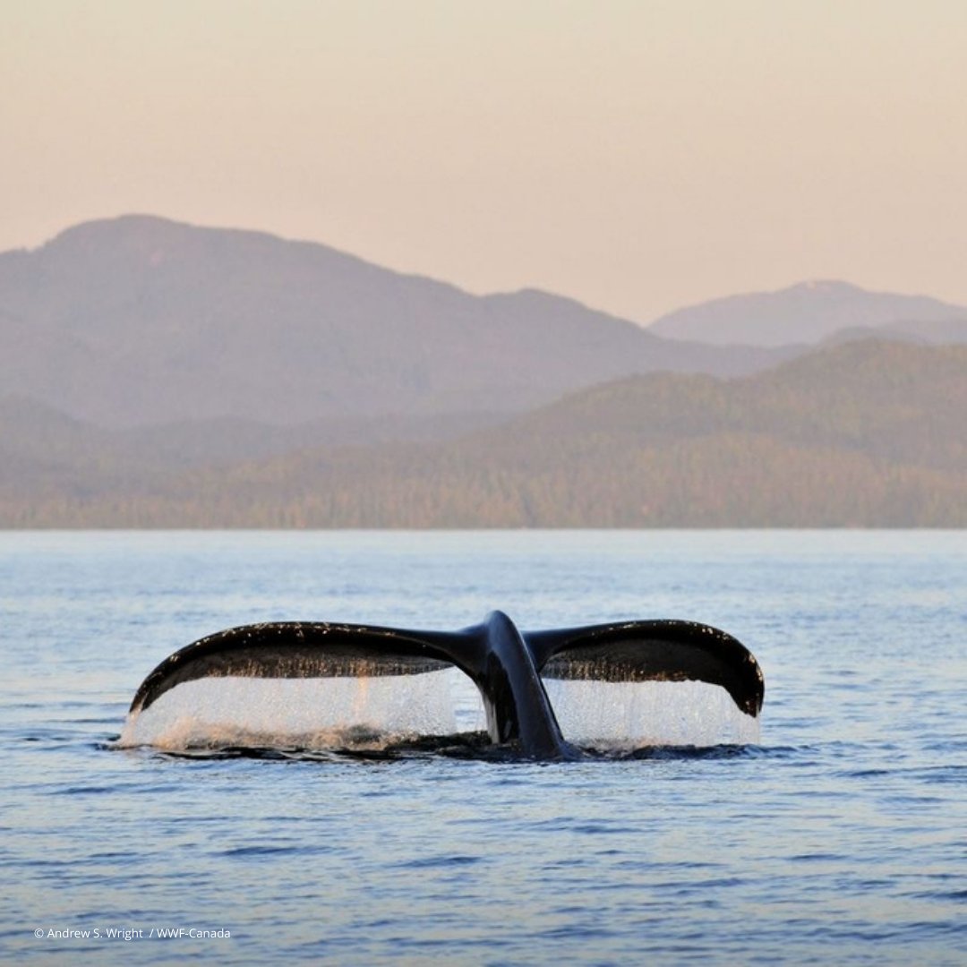 Welcome news for BC's Northern Shelf Bioregion! #Budget2024 will establish the Central Coast NMCA Reserve as part of #GreatBearSea MPA Network thanks to the leadership of Wuikinuxv, Heiltsuk, Nuxalk, Kitasoo, Xai'xais, Gitga'at & Gitxaala Nations.