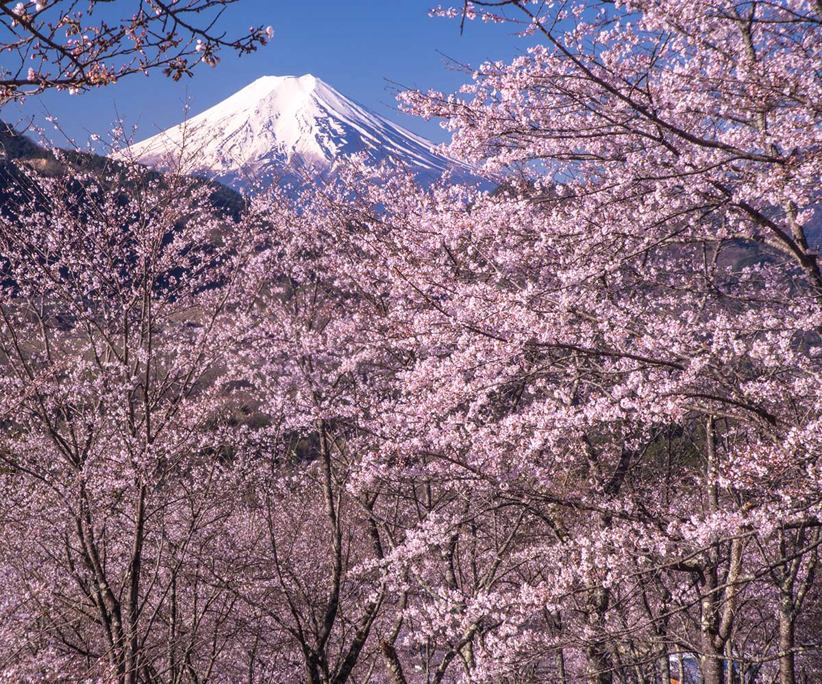 桜に包まれ

大月市で先日撮影

#富士山　#桜　#mtfuji