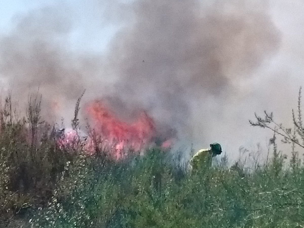 Esta semana se encuentran las compañeras @INIA_es en la Reserva Biológica de Doñana @ebdonana haciendo el seguimiento de vegetación tres años después de #Rxfire @CILIFO_UE para restaurar ecosistemas reintroduciendo el fuego
