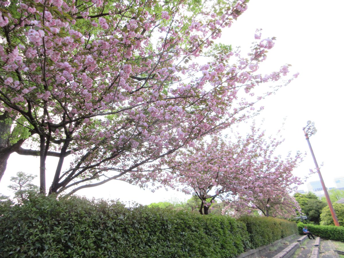 都立日比谷公園(Hibiya Park, Tokyo) 園長の採れたて情報 on X