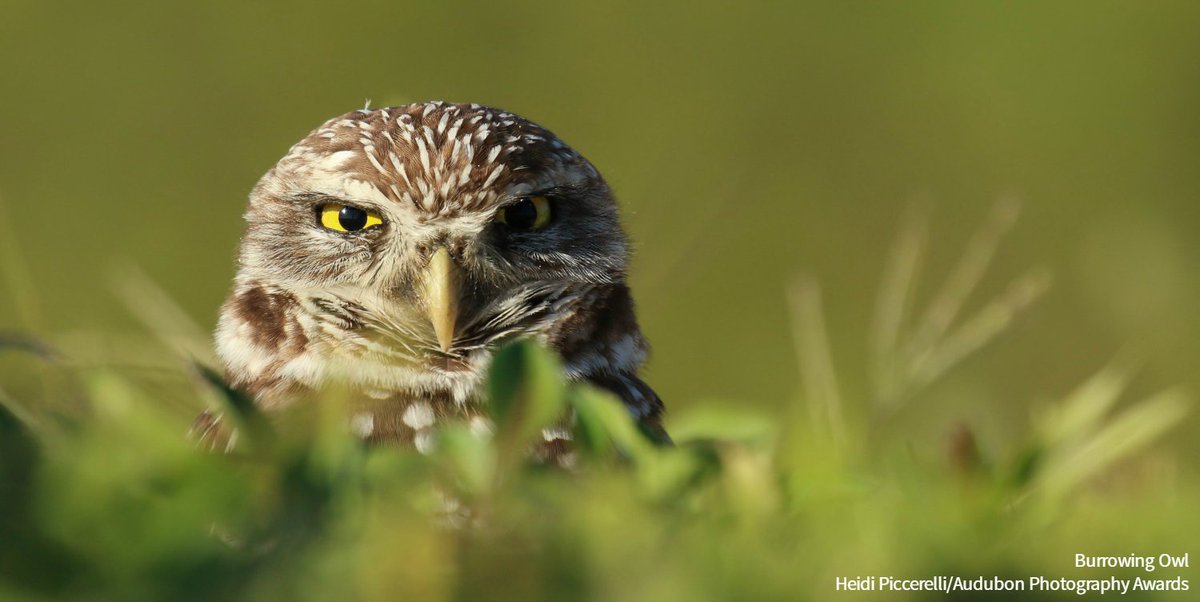 Let’s use public lands to protect birds and advance our climate goals. Take action and urge @BLMNational to site solar energy responsibly on our public lands: bit.ly/3TRAP3u #BirdsTellUs