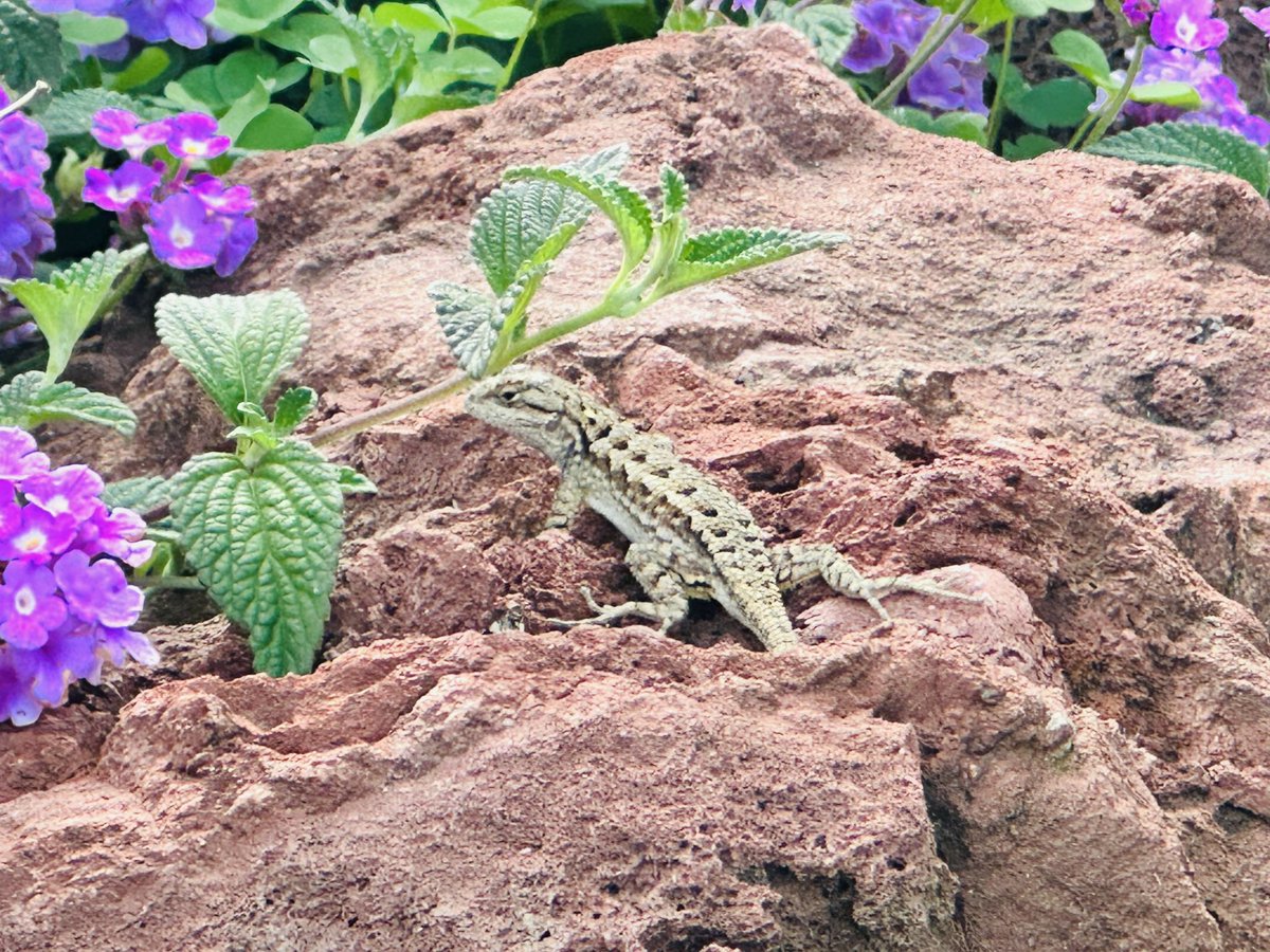 𝘿𝙧. 𝘾𝙧𝙮𝙨𝙩𝙖𝙡 𝙍𝙤𝙜𝙚𝙧𝙨 ≽(◕ ᴗ ◕)≼ 🐥🐸 tweet media