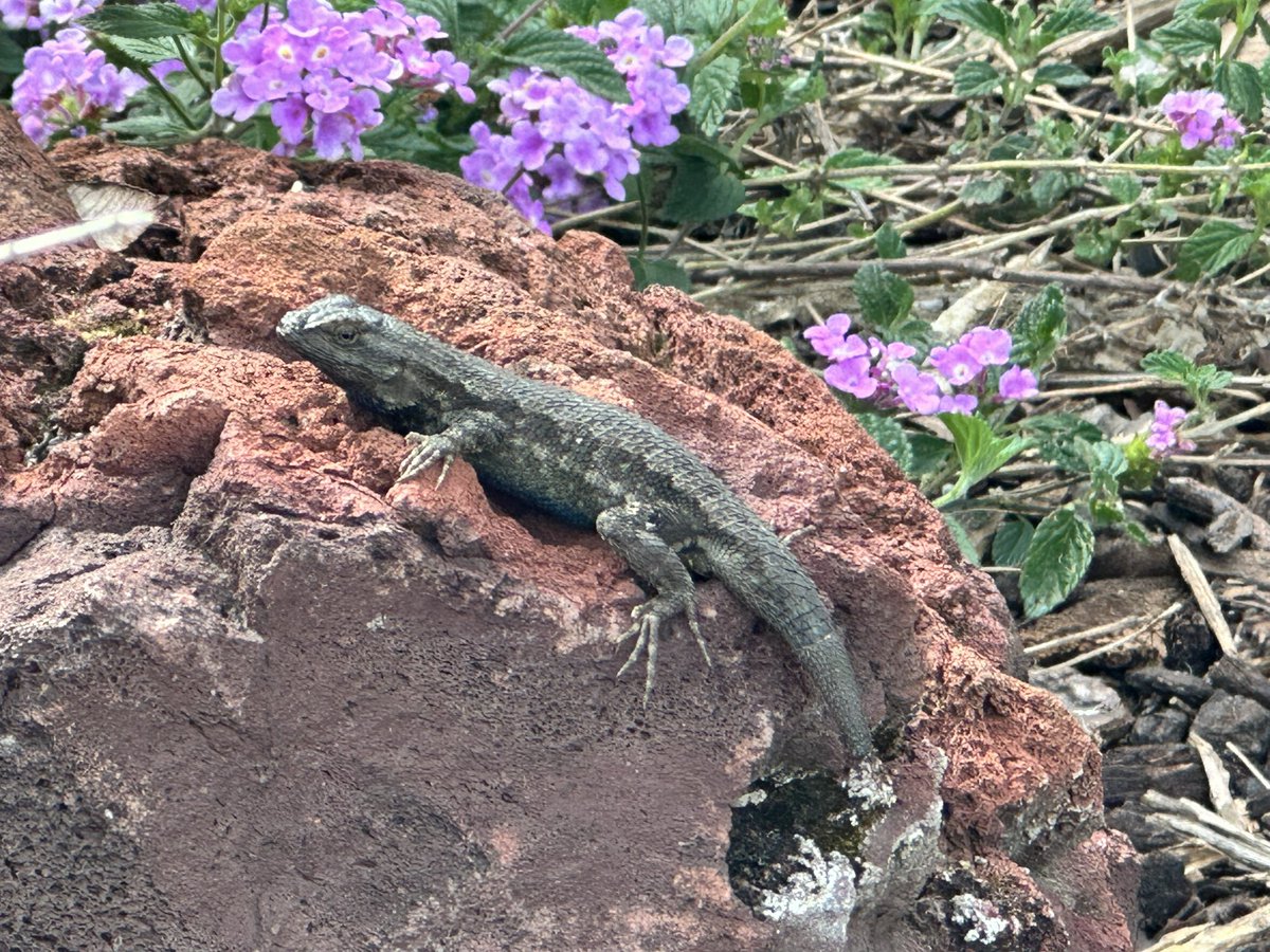 𝘿𝙧. 𝘾𝙧𝙮𝙨𝙩𝙖𝙡 𝙍𝙤𝙜𝙚𝙧𝙨 ≽(◕ ᴗ ◕)≼ 🐥🐸 tweet media