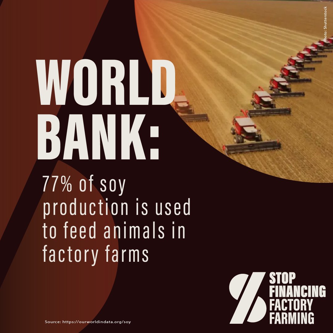 Production of cereals and soy to feed livestock displaces local, diversified food production, using valuable farmland to produce feed for animals instead of people. Feed farm animals, convert these crops very inefficiently into meat and milk. (EN/ESP)🧵