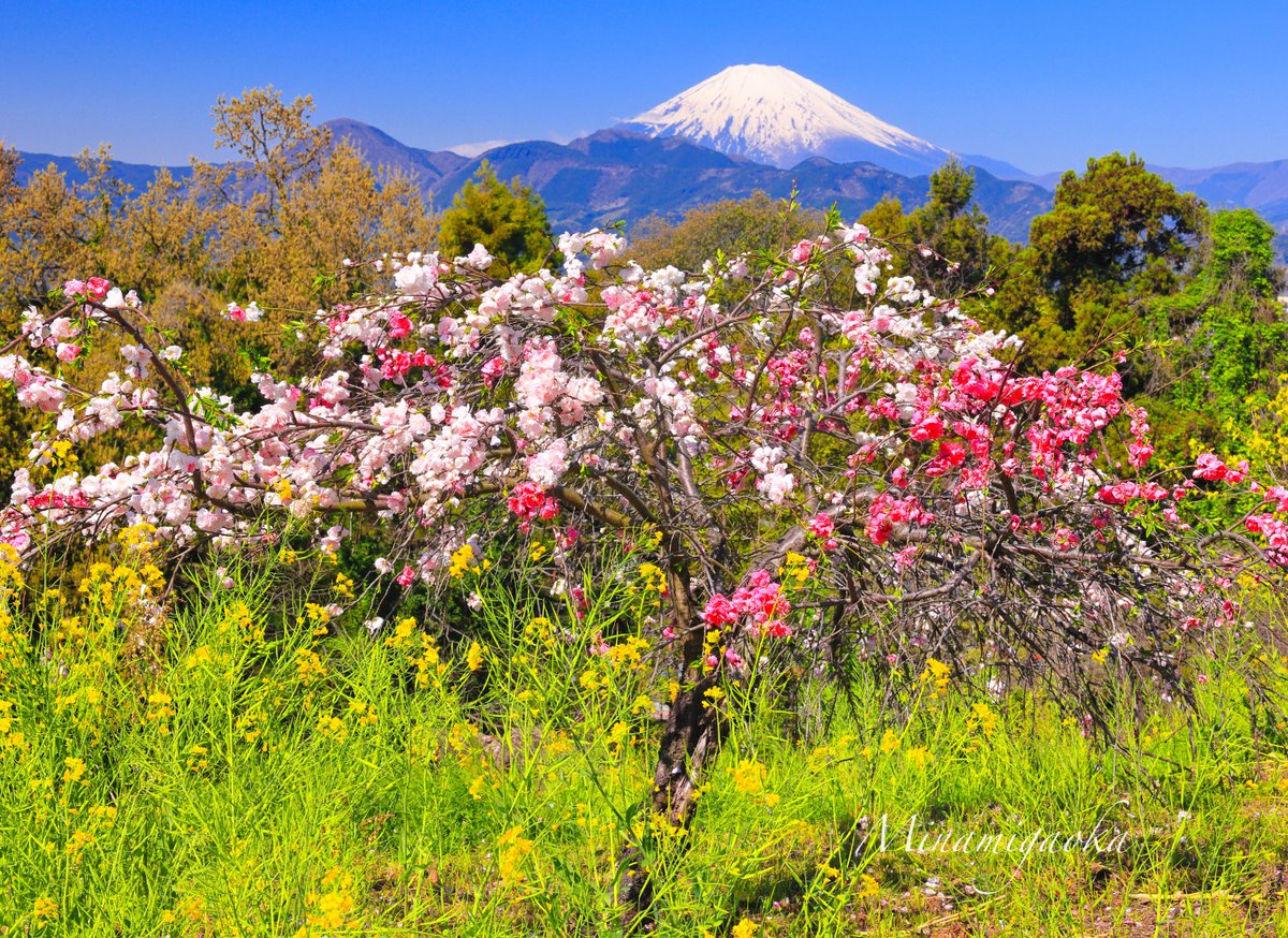 おはようございます。
先日地元で撮影した花桃と菜の花です。
#富士山 
#花桃
#菜の花