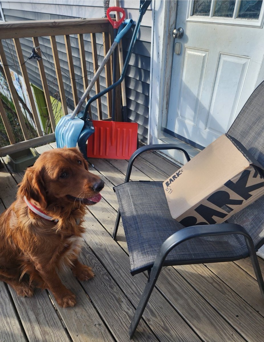 Someone is excited about the arrival of the @barkbox. Patiently waiting for the grand opening... well, sort of patiently waiting. #dogsoftwitter #goldenretriever