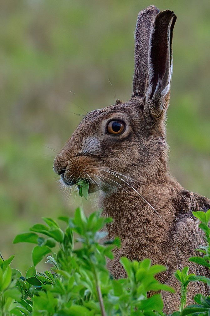 SW_PhotoNature's tweet image. Munching between the showers…
#hare #brownhare #springwatch #wildlifephotography #Norfolk #BBCWildlifePOTD