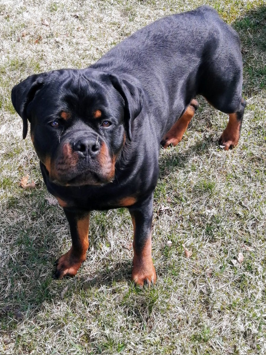 Yesterday was my birthday I'm officially one year old 🎉🎁🎂We didn't celebrate to much because Sherman's been very sick but he's doing better, I'm sure I'll get spoiled on the weekend with lots of pawsome toys and treats!! #George #Rottweiler #Puppy #Birthday #oneyearold