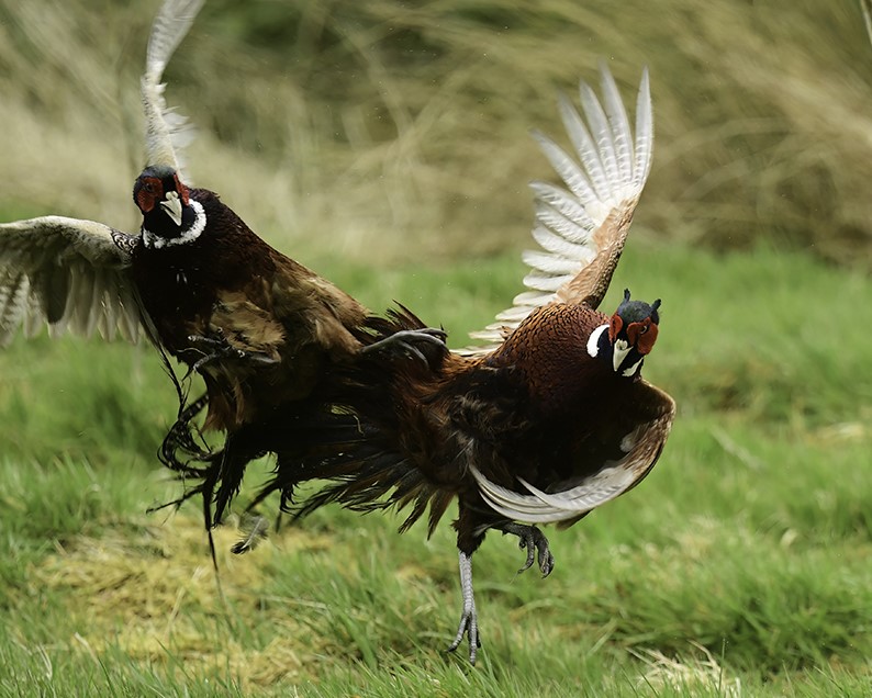 The frustration with creating a sanctuary for wildlife - as at Broughton Sanctuary @Broughton_Hall nr Skipton - is that you risk sucking in invasive non-native species from nearby estates. Pheasant numbers going through the roof now - not good news for their Lizards at least.