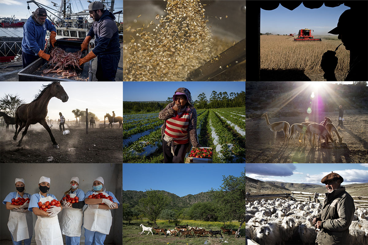 Más de 500 imágenes. Manos en la tierra. Brotes, frutos, cabras, ovejas son parte del stock inicial. En el Día de la Lucha Campesina, desde Tierra Viva, lanzamos Minga: el semillero de imágenes libres del sector campesino, indígena y cooperativo🧑🏽‍🌾👩🏼‍🌾📷 ➡️bit.ly/4aEHoh4