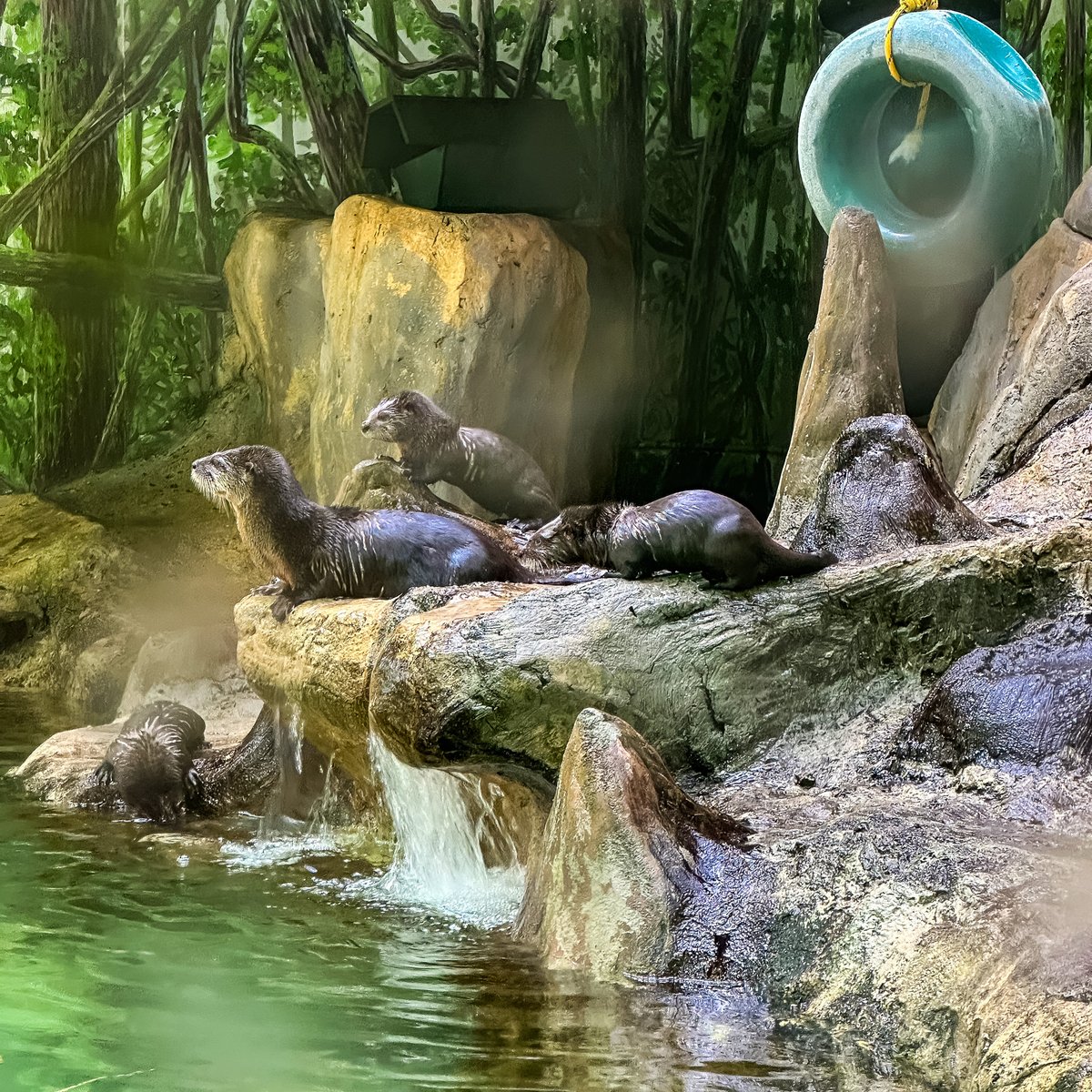 It's a splash! John and her adorable pups are making their debut in our indoor pool tomorrow (4/18) at 10:30AM. Come capture their playful antics and see how well their swimming lessons have paid off! @WBTWNews13 @wmbfnews @wpdeabc15